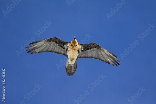 An adult Bearded vulture soaring at high altitude infront of a blue sky in the Swiss Alps.