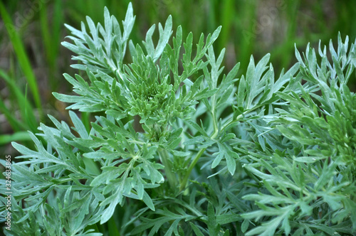 Bitter wormwood (Artemisia absinthium) bush grows in nature