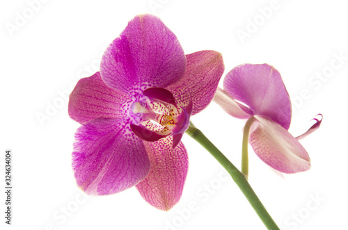 Beautiful Orchid flower on stem isolated on white background