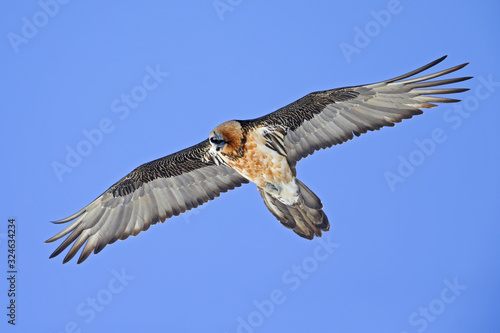 An adult Bearded vulture soaring at high altitude infront of a blue sky in the Swiss Alps.