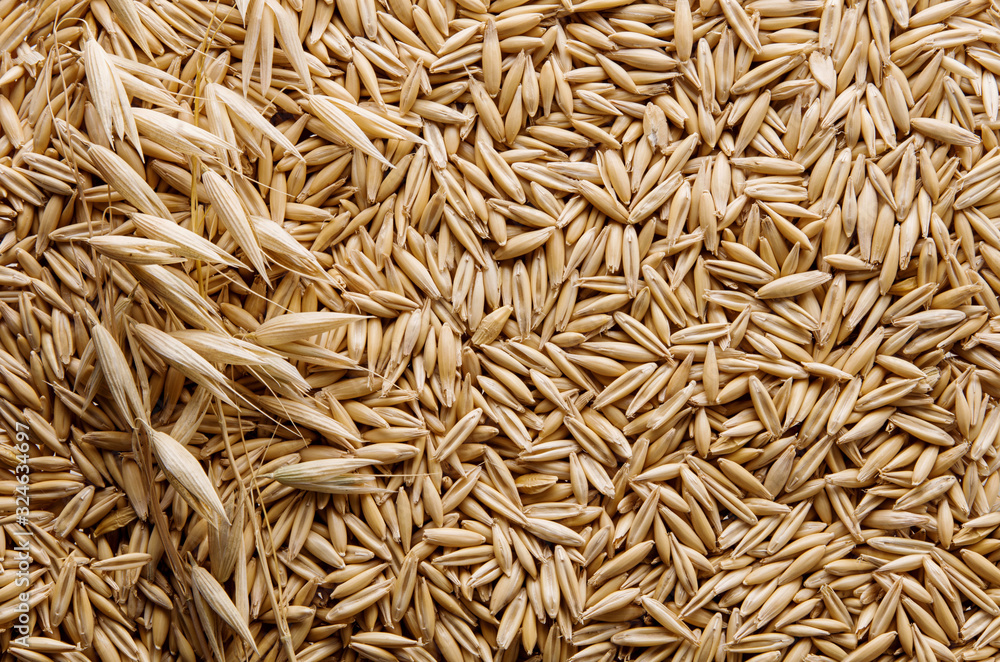 Oatmeal ripe dry grain and oat spike on stem as yellow background or texture, flat lay, top view