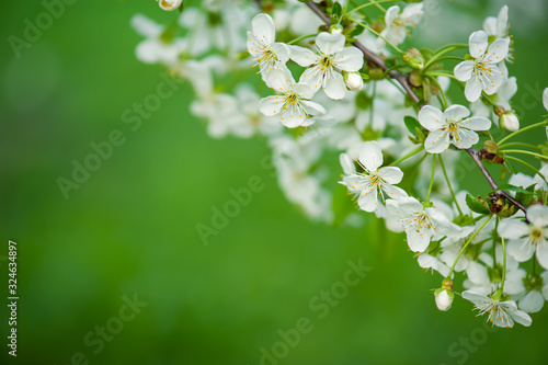 Cherry flowers frame