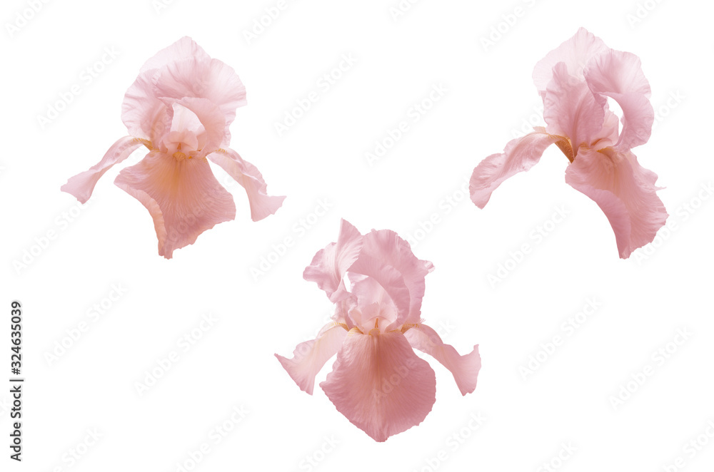 Pink iris flower head isolated on white background