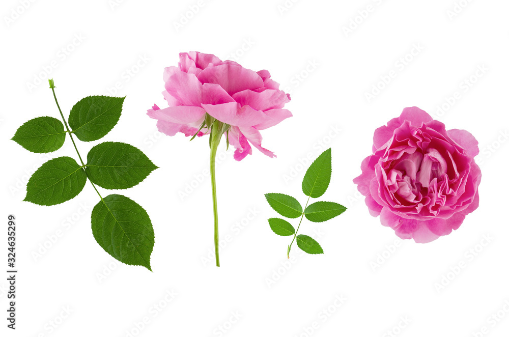 Two pink vintage rose flower head and green leaves isolated on white background
