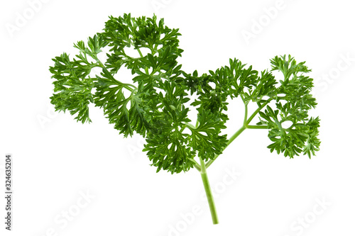 Parsley leaf isolated. Green fresh garden curly parsley herb isolated on white background, close-up.