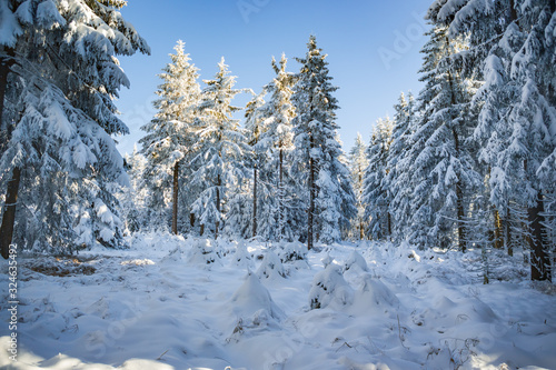 the wintry forest