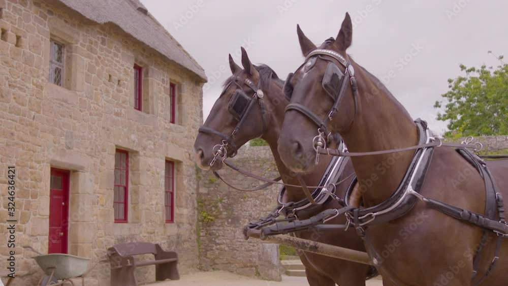 Close up of two brown horses with bridals and reins, near a large, stone barn at Hamptonne Country Life Museum Close up of two brown horses with bridals and reins, near a large, stone barn at Hamptonne Country Life Museum