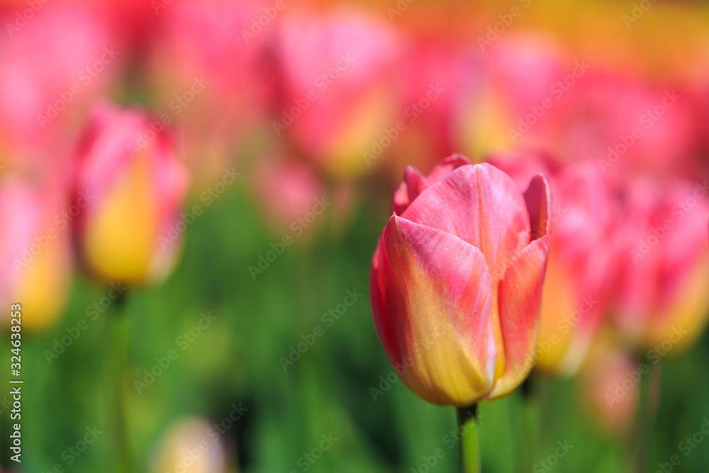 Closeup of pink tulips flowers with green leaves in the park outdoor. Closeup of pink tulips flowers with green leaves in the park outdoor.