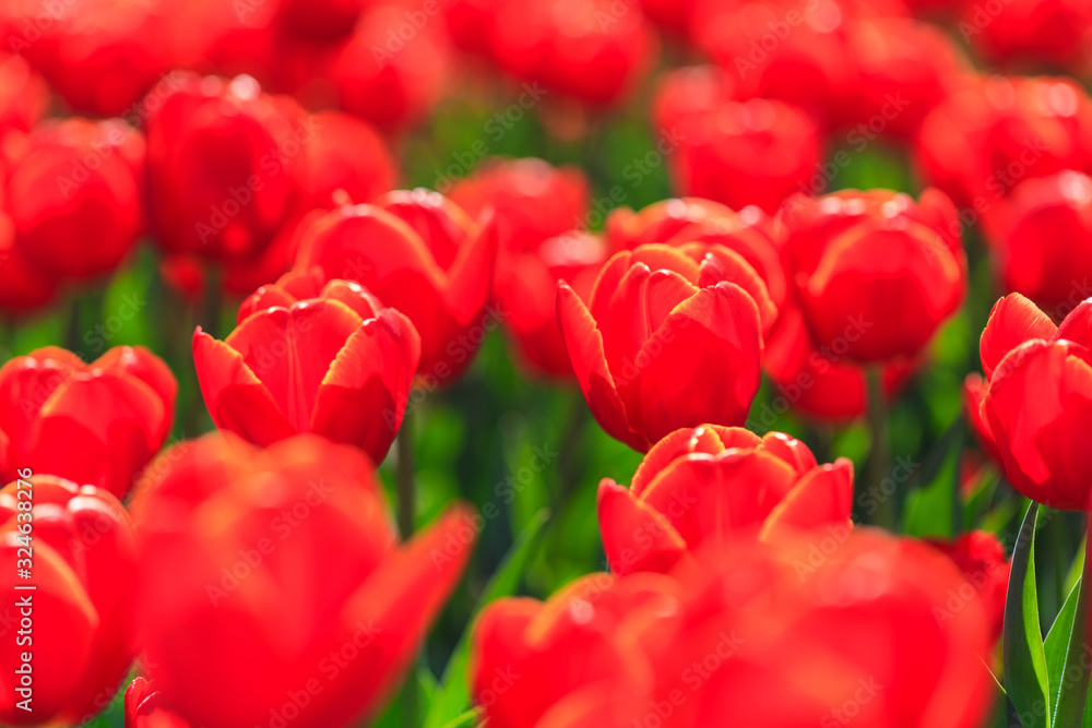 Closeup of red-orange tulips flowers with green leaves in the park outdoor. beautiful flowers in spring Closeup of red-orange tulips flowers with green leaves in the park outdoor. beautiful flowers in spring