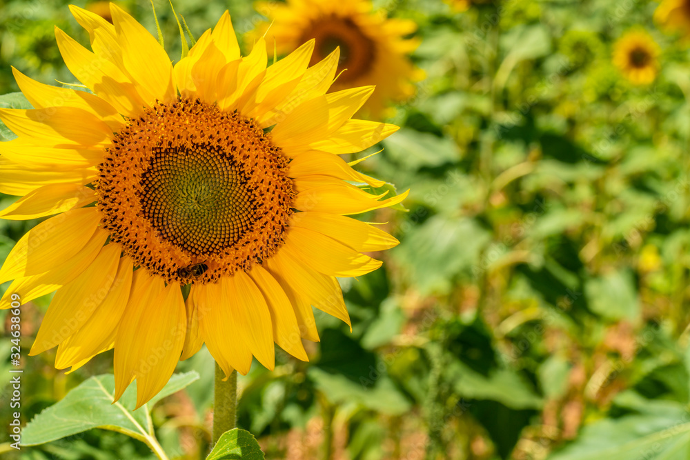 Fototapeta premium Sunflower natural background. Bee on sunflower.