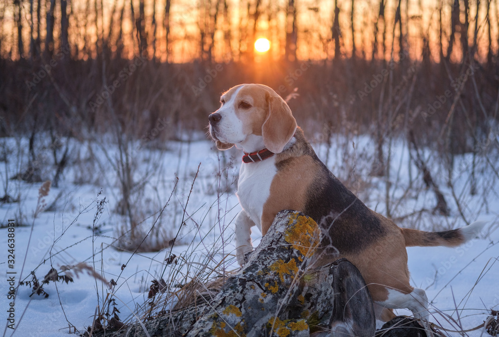 dog breed Beagle on a walk in the winter Park on the background of a beautiful sunset