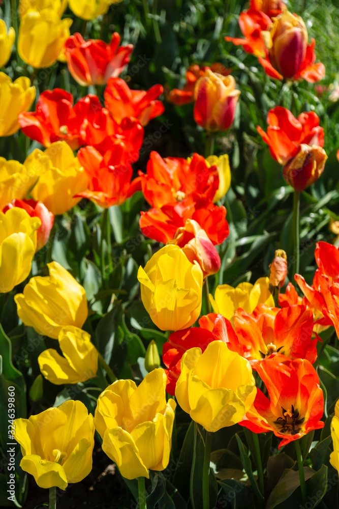Tulip flowers on field