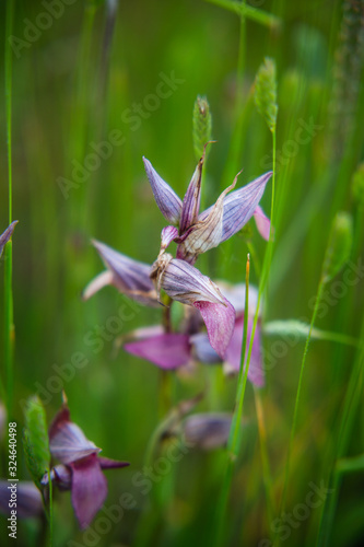 Closeup of Wild Sardinian Orchids on field