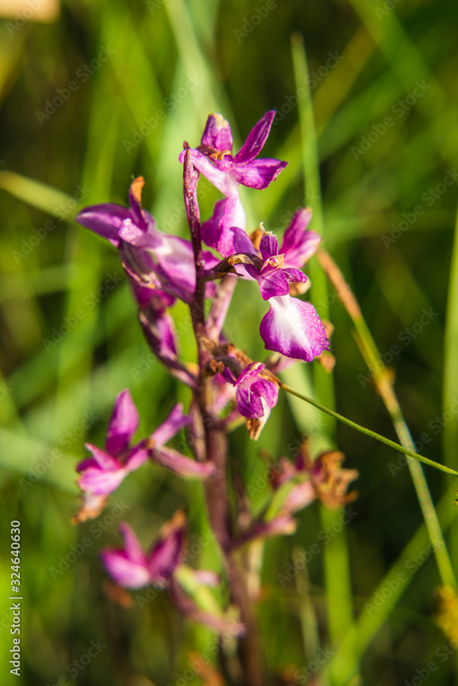 Closeup of Wild Sardinian Orchids on field Closeup of Wild Sardinian Orchids on field