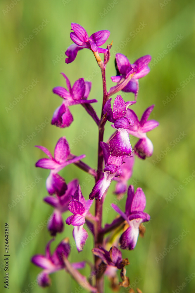 Closeup of Wild Sardinian Orchids on field Closeup of Wild Sardinian Orchids on field