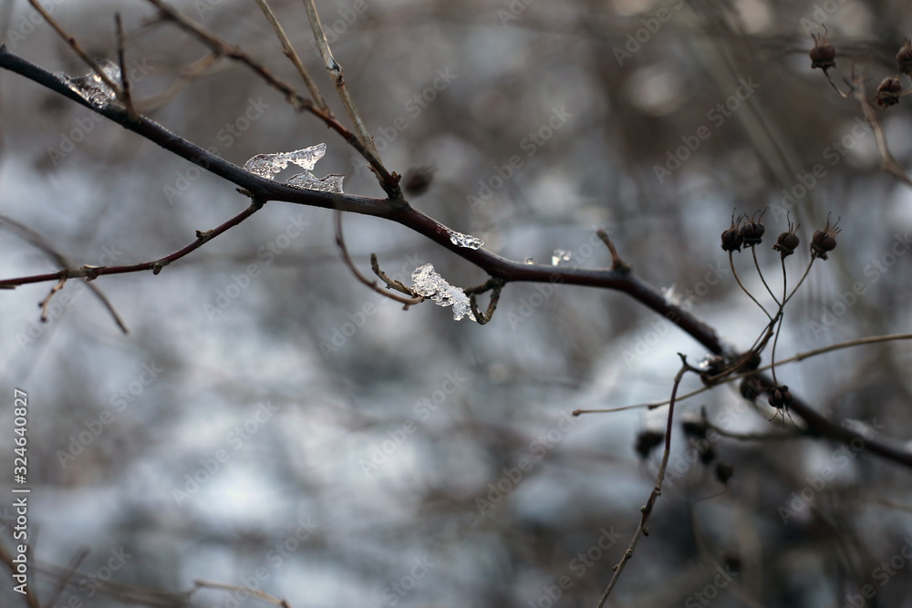 Branches of a tree in a closeup color image during wintertime in Finland. In this photo you can see the brown branches, plenty of snow and soft bokeh background. Cold weather. Macro nature photo.