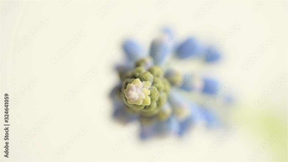 Macro photo of blue Muscari plant on a white background.Beautiful spring mouse hyacinth. Macro photo of blue Muscari plant on a white background.Beautiful spring mouse hyacinth.