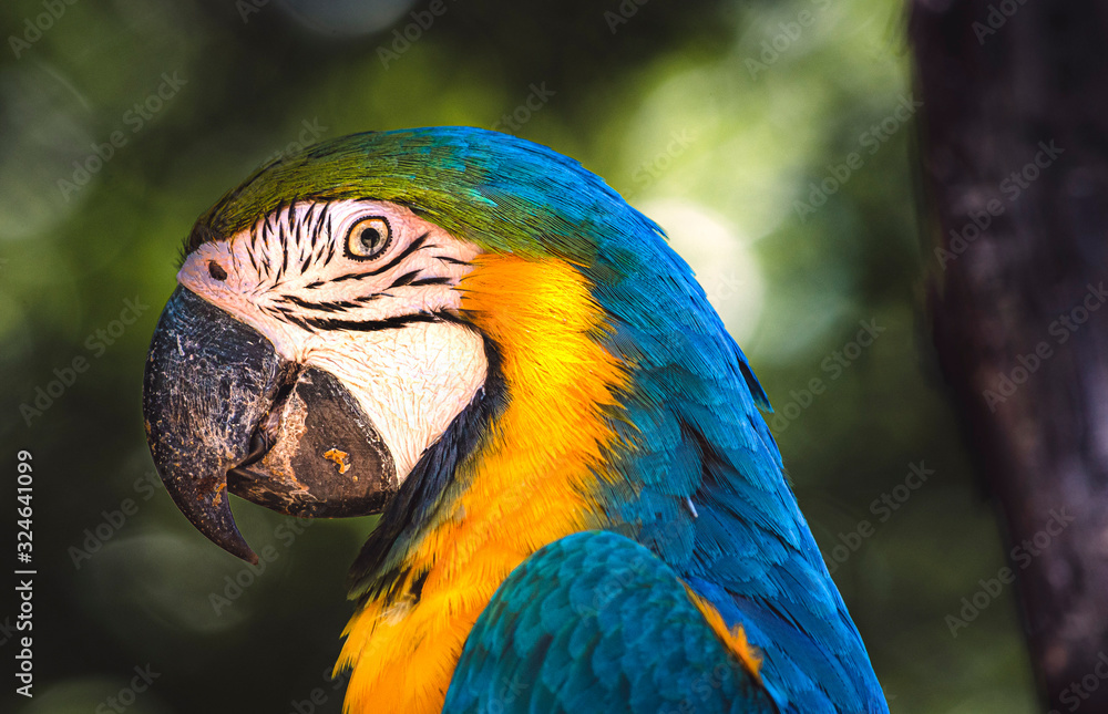 colorful parrot