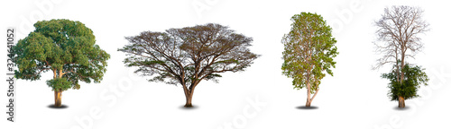 Collection four big tree at white background