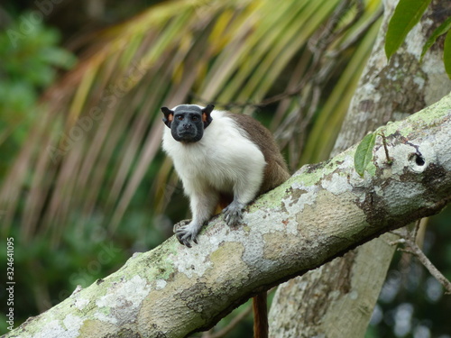  Pied tamarin (Saguinus bicolor) Cebidae family. Amazon rainforest, Brazil photo