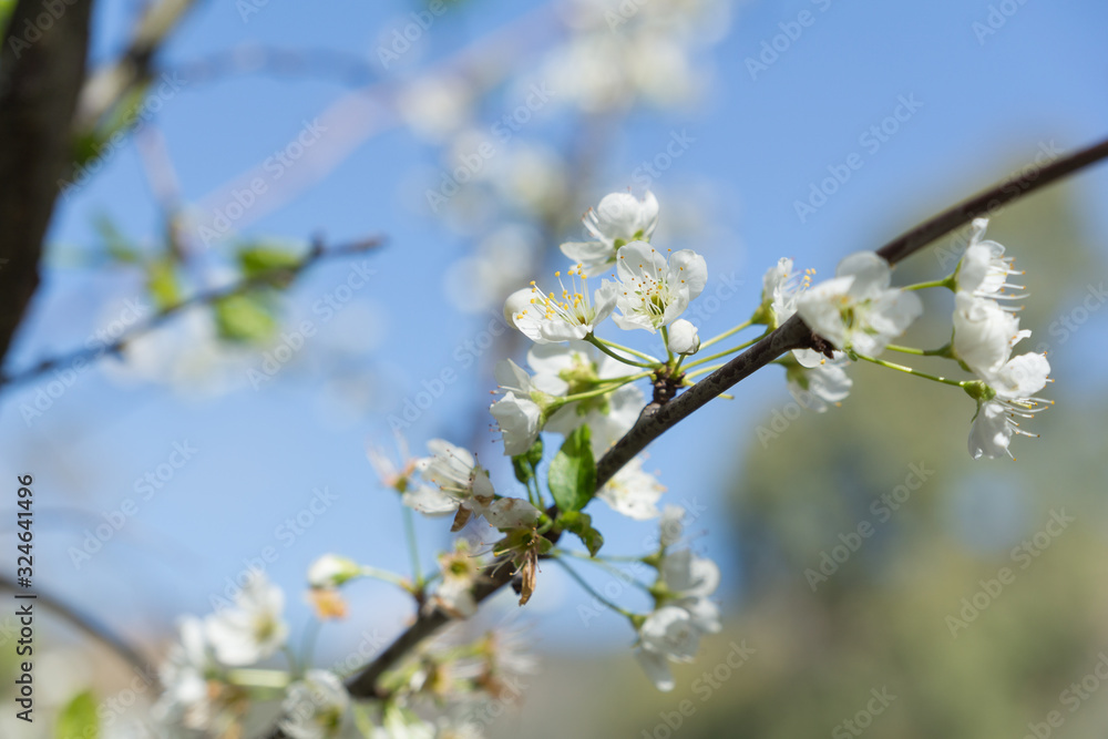 Apple flowers Blossoms on branch at springtime Apple flowers Blossoms on branch at springtime