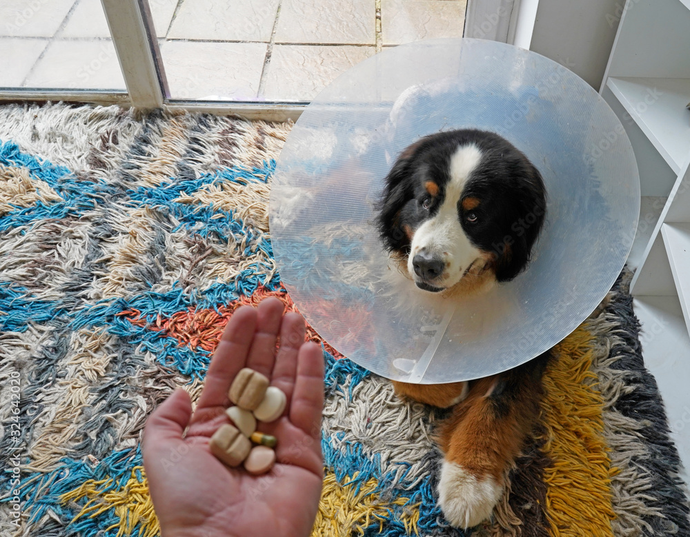 Bernese Mountain Dog wearing plastic cone of shame and a hand