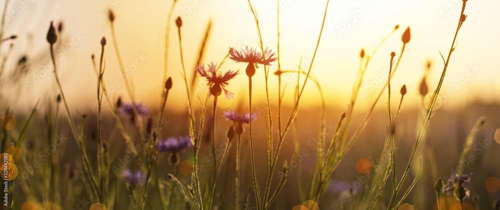 cornflowers in wheat field on sunset cornflowers in wheat field on sunset
