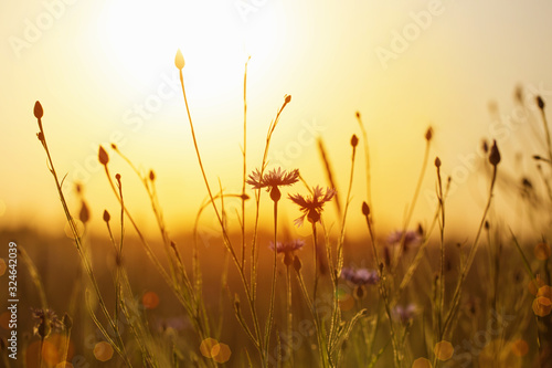  cornflowers in wheat field on sunset
