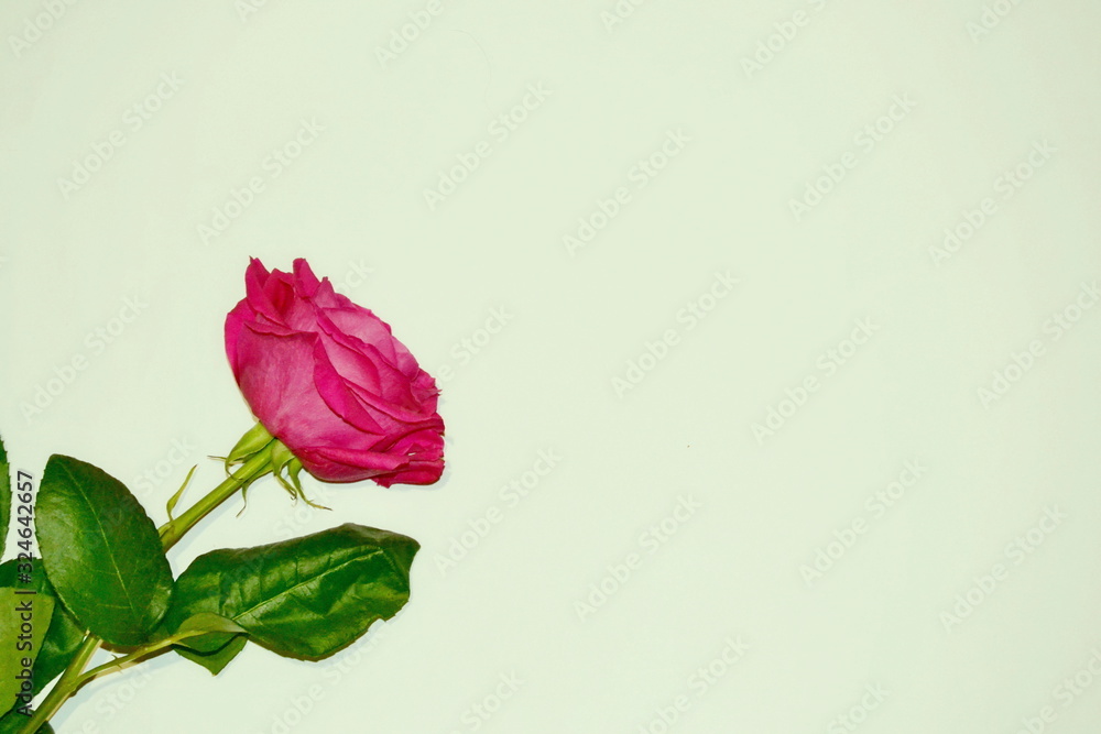 Fototapeta premium red rose isolated on white background