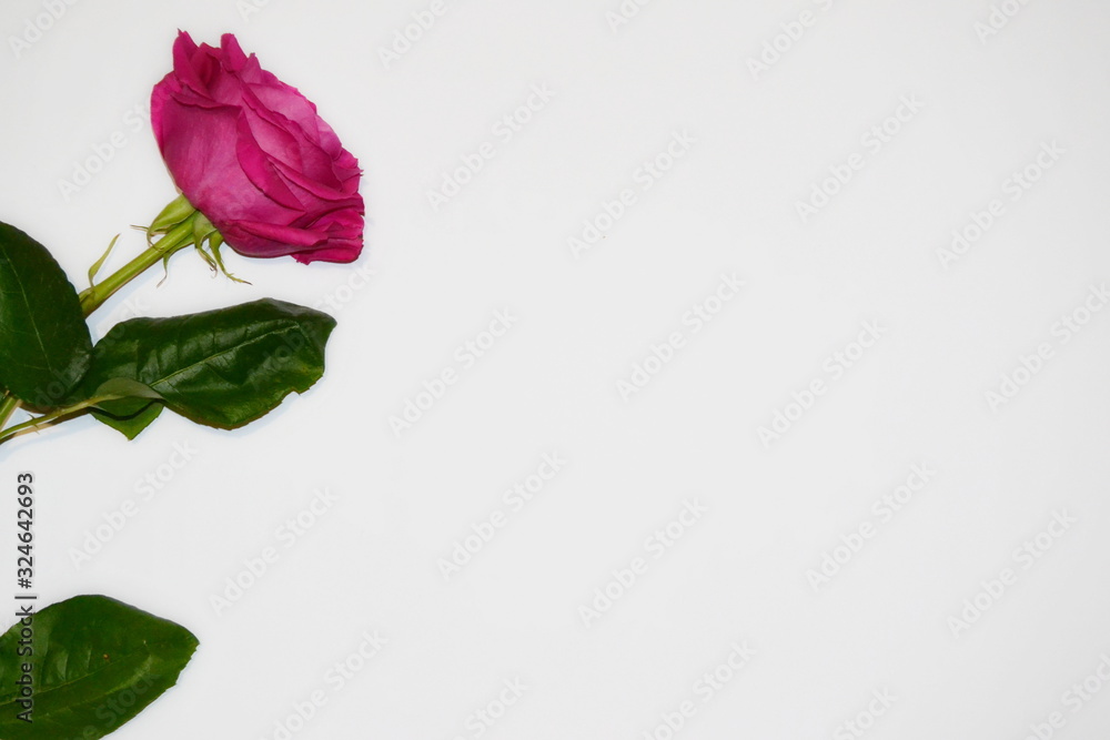 pink rose isolated on white background pink rose isolated on white background