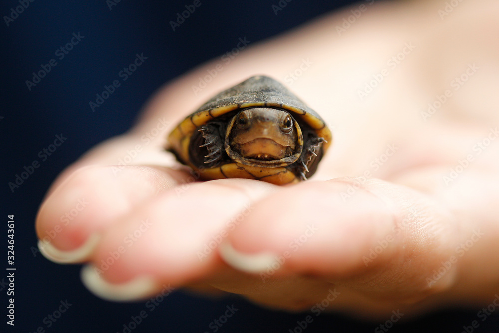 a small turtle in a person's hand a small turtle in a person's hand