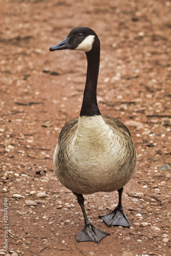 canadian goosebird geese wildlife uk wolseley photo