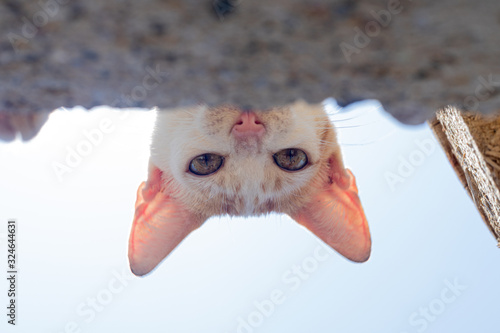 Sneaky Cats eyes staring in camera