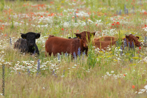 Pretty dexter cows in a flower meadow photo