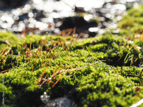 Bright green moss broke through the snow in early spring close up