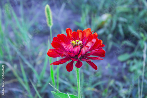 Red flower. Flower in garden at sunny summer or spring day. Flower for postcard beauty decoration and agriculture concept design. Beautiful flower in tropical garden. Colorful flower. flower backgroun photo