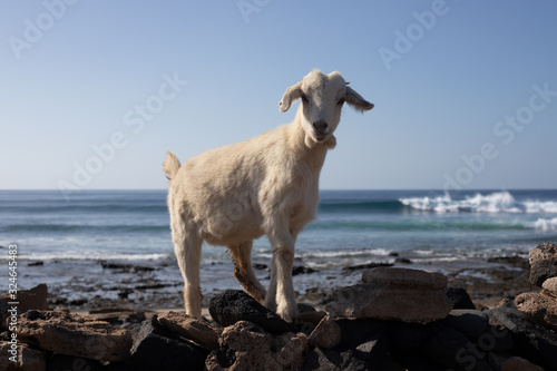 Happy little goat on the seaside