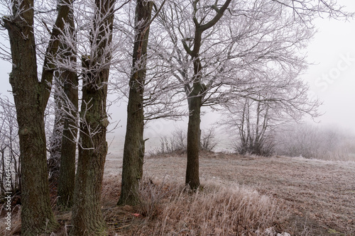 Fototapeta Naklejka Na Ścianę i Meble -  Dolinna Narwi. Narwiańskie grądy. Łagodna zima na Podlasiu. Mgła i szron