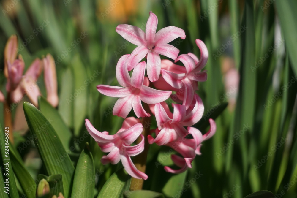 Pink hyacinth flowers in a meadow