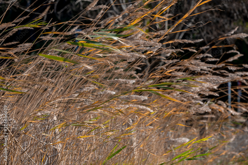 Closeup dried yellow high grass extremely blurred Closeup dried yellow high grass extremely blurred