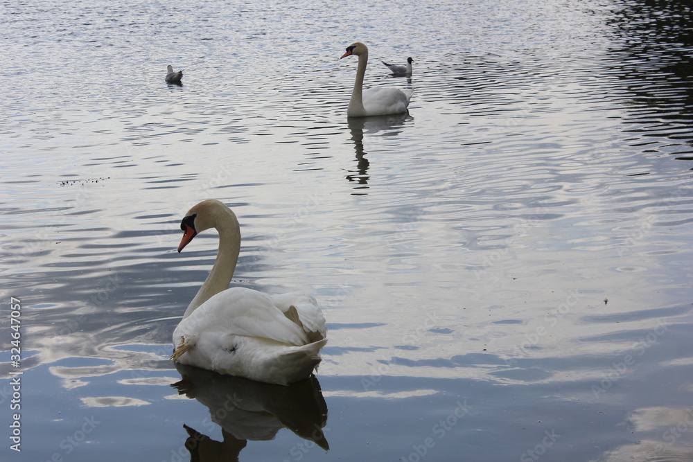 Fototapeta premium swans on the lake