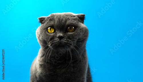 Scottish fold cat on an isolated colored turquoise background against the light, bright silhouette, portrait, copy space © FellowNeko