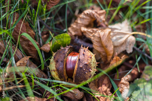 Chestnuts and leaves lying on the grass