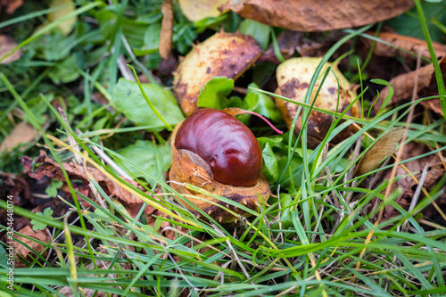Chestnuts and leaves lying on the grass