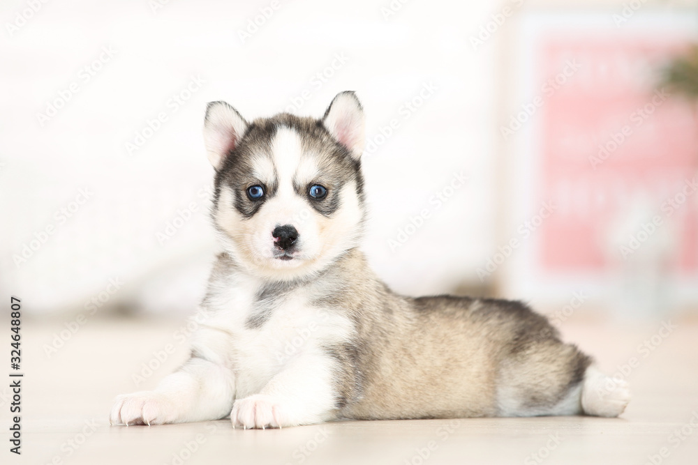 Husky puppy lying in room at home