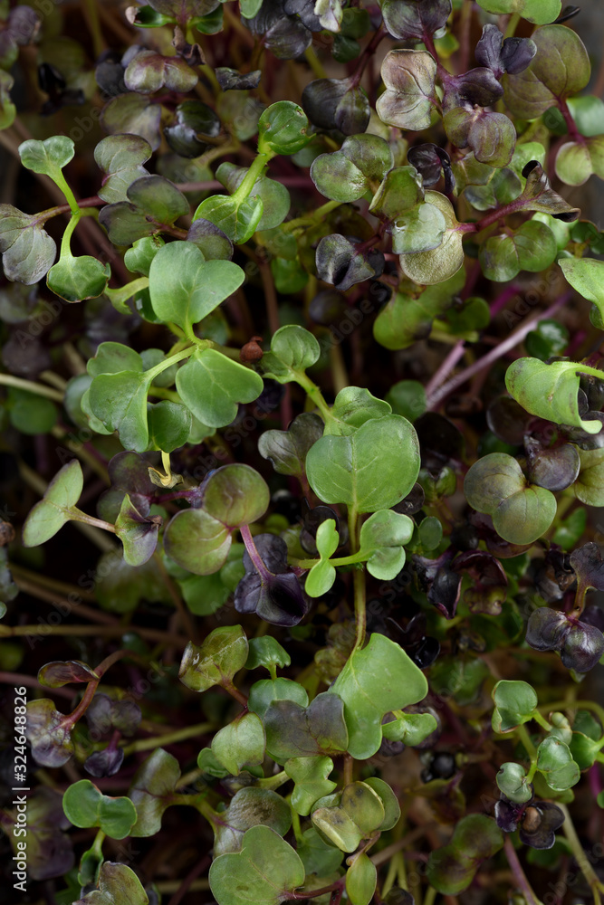 Fototapeta premium Healthy raw food eating concept. Microgreen sprouts with young leaves texture