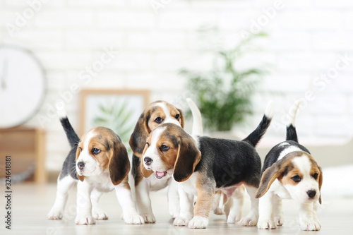 Beagle puppy dogs standing at home © 5second