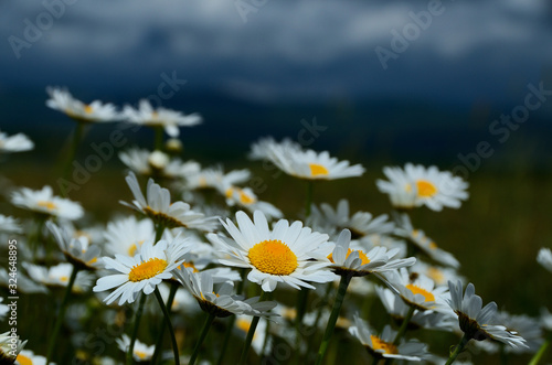Mountain meadow in summer, daisies bloom in green grass on the background of mountains.