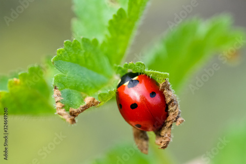 Ladybug crawling on a branch