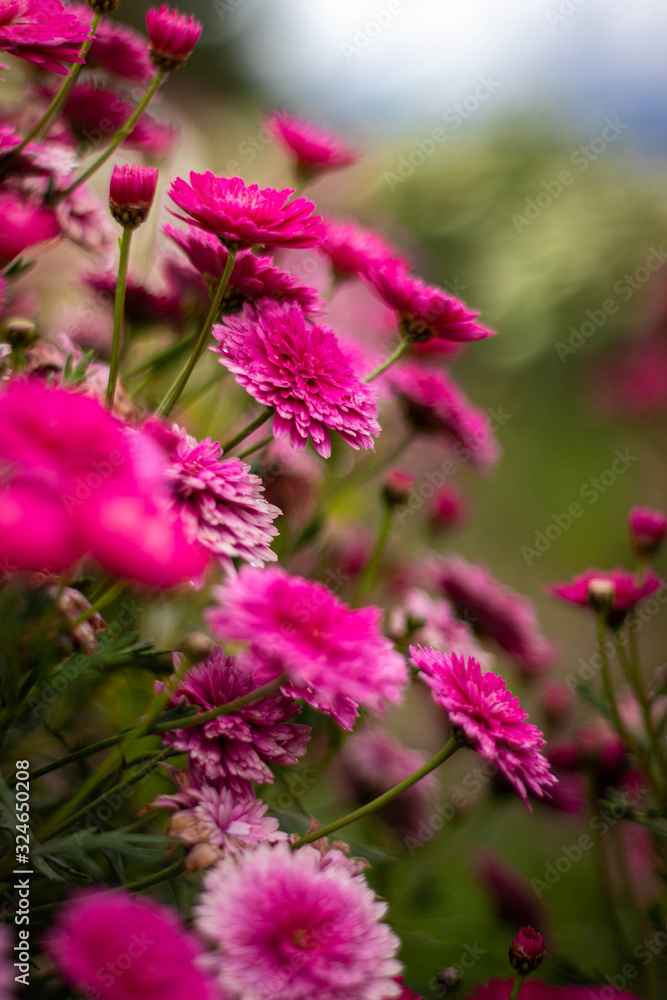 pink flowers in the garden pink flowers in the garden
